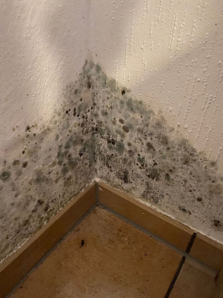 Cómo Sacar el Moho de la Pared: Soluciones Caseras que Funcionan image