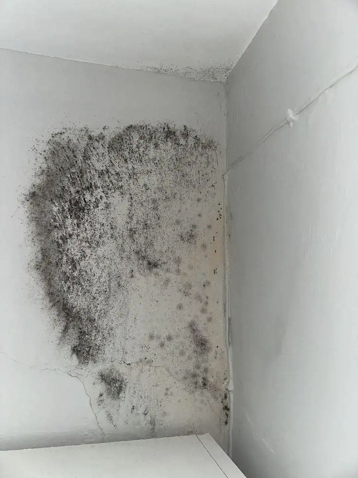 Cómo Sacar el Moho de la Pared: Soluciones Caseras que Funcionan image